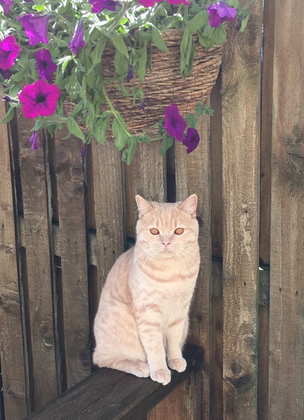 Photos of cats in gardens anyone?