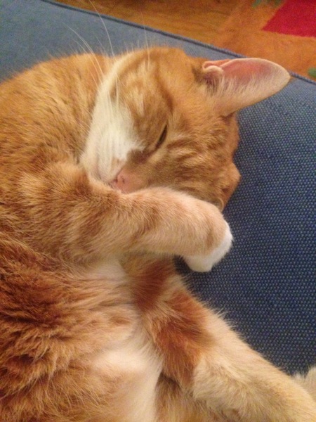 I really fucking love cats!!