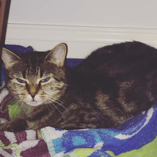 to secretly get rid of our kitten and tell the DC that it ran away?