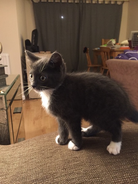 Floof needs a name!