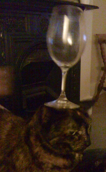 Balancing objects on cats.