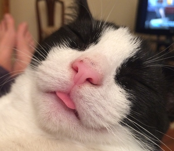 I really fucking love cats!!