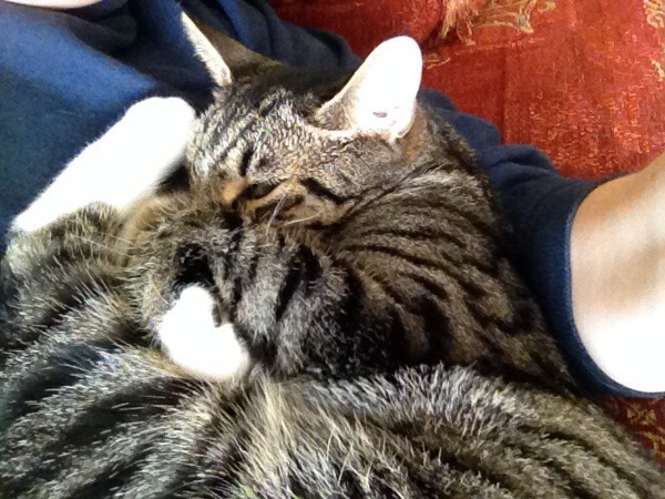 I really fucking love cats!!