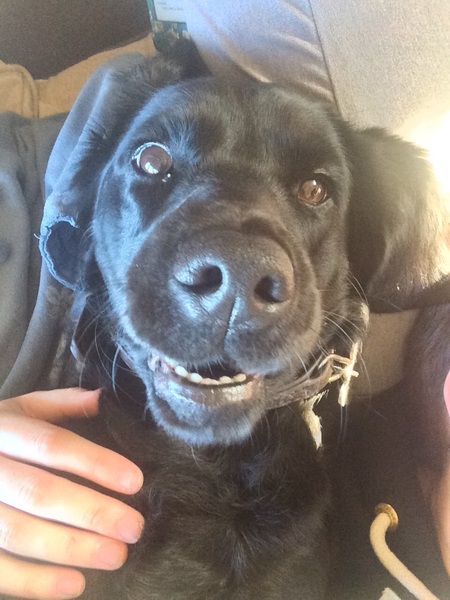 To ask you to share your slightly less than beautiful but much-loved pet pics