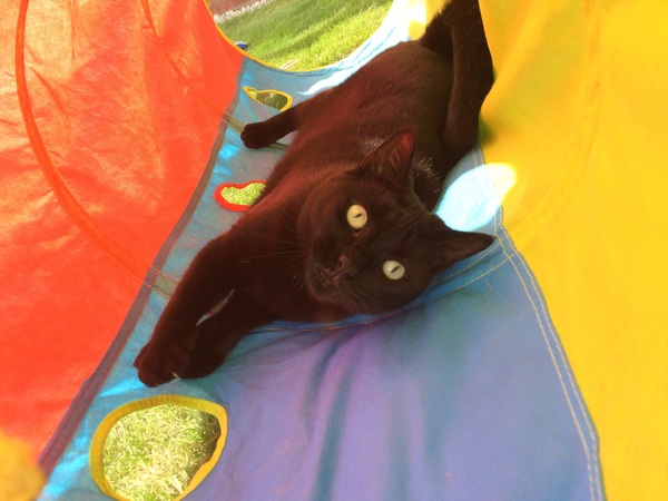 Photos of cats in gardens anyone?