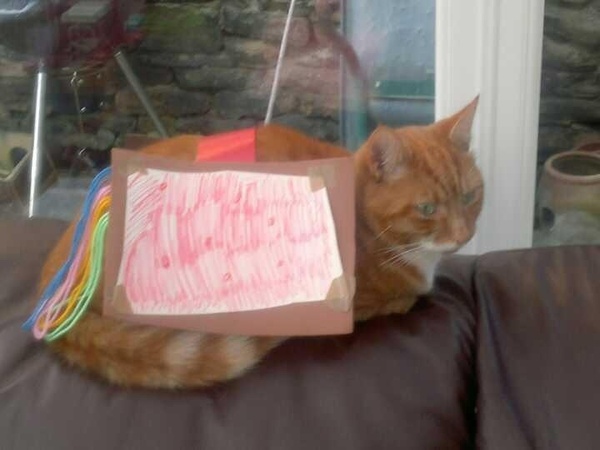 Balancing objects on cats.