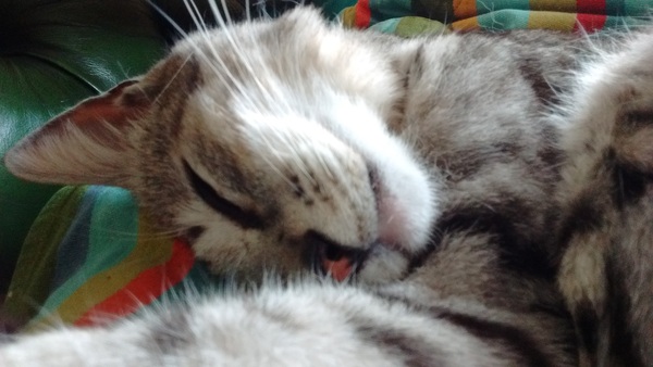 I love my cat so much it hurts. Is this normal?