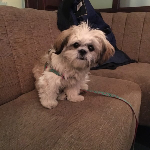 Brave Babes Battle Bus - Holding our heads up like thistles