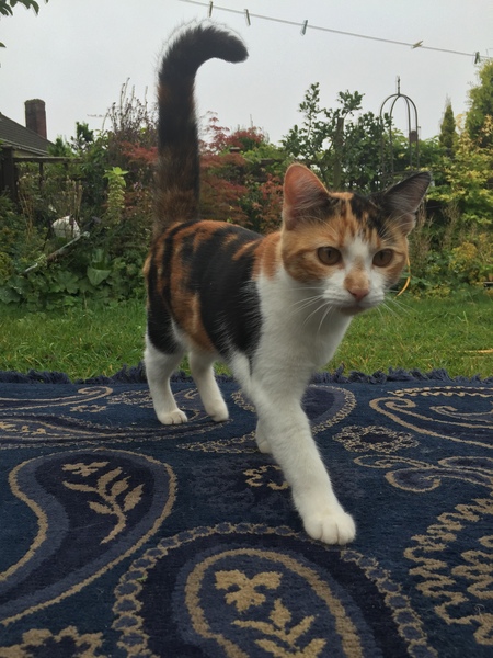 my cat has been found after 5 days,