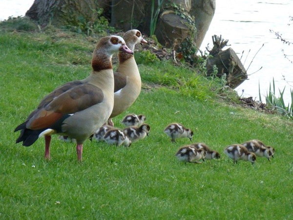 To ask if anyone keeps geese? And if so, what's their fucking problem?