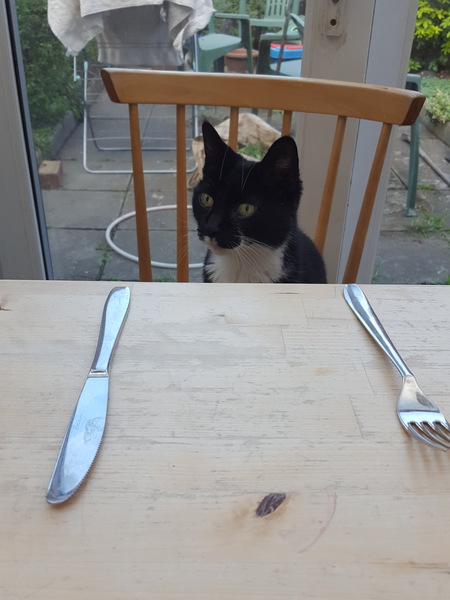 I really fucking love cats!!