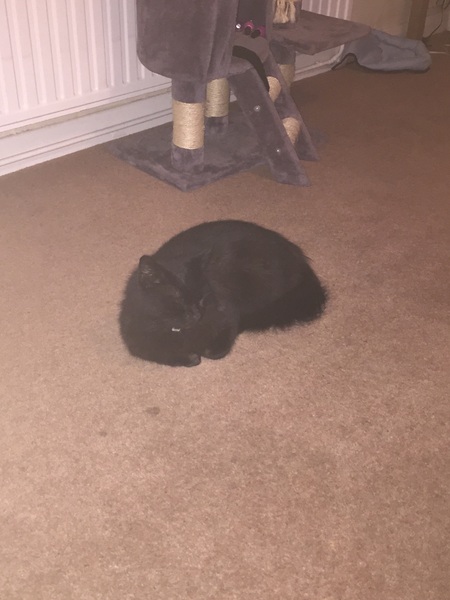 Balancing objects on cats.