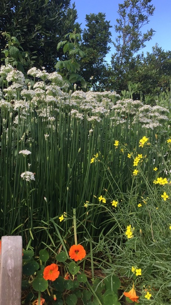 Allotment/Veg Patch Thread 6 -  Weed 'em and Reap!