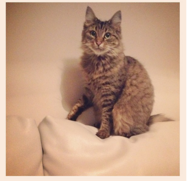 I love my cat so much it hurts. Is this normal?