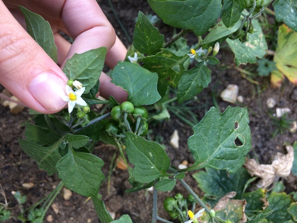 Any idea what this is?