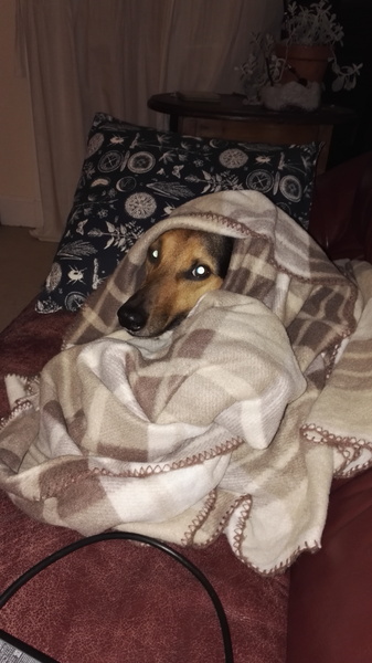 To ask you to share your slightly less than beautiful but much-loved pet pics