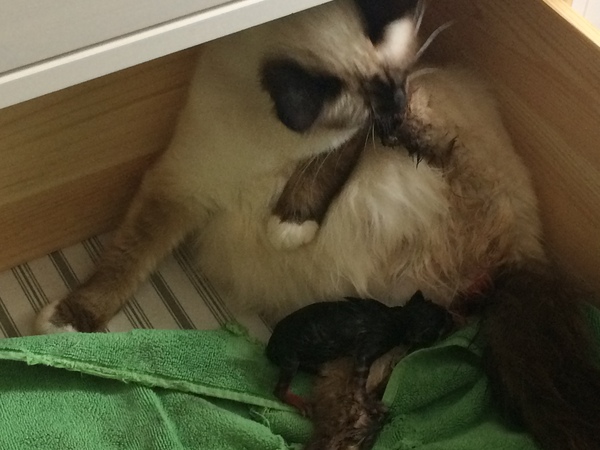 Ye gods, my cats gone and got herself knocked up