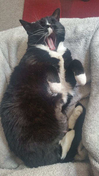I really fucking love cats!!