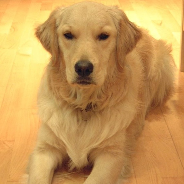 What are your pooches called?
