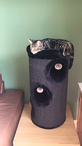 We have KITTENS!! Pics and a couple of questions...