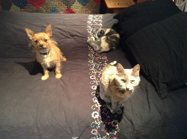 Q&A with Quentin Blake: Read his answers here!