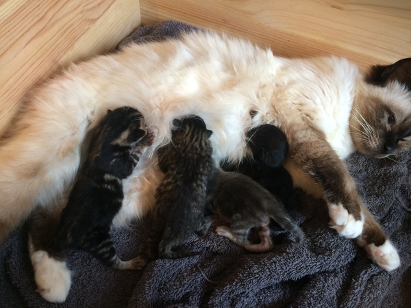 Ye gods, my cats gone and got herself knocked up