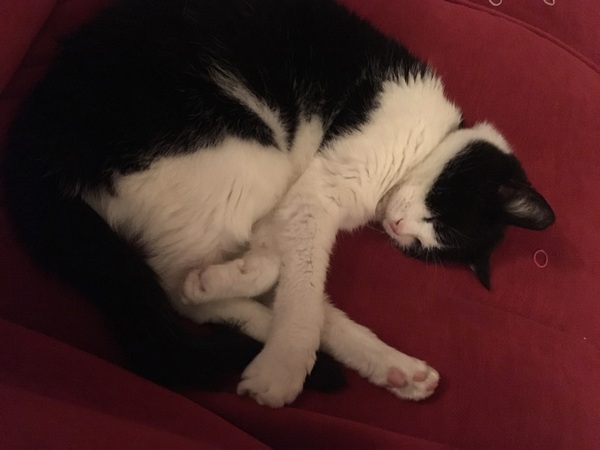 Cat photo thread!