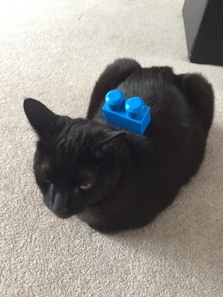 Balancing objects on cats.
