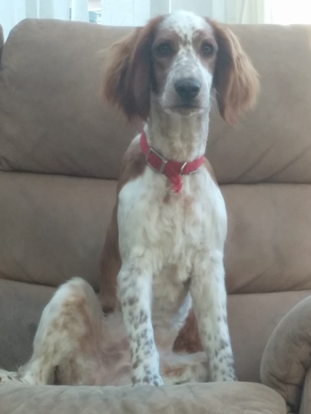 Tell me about your springer spaniels please!