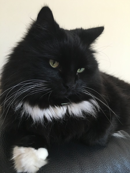 Cat photo thread!