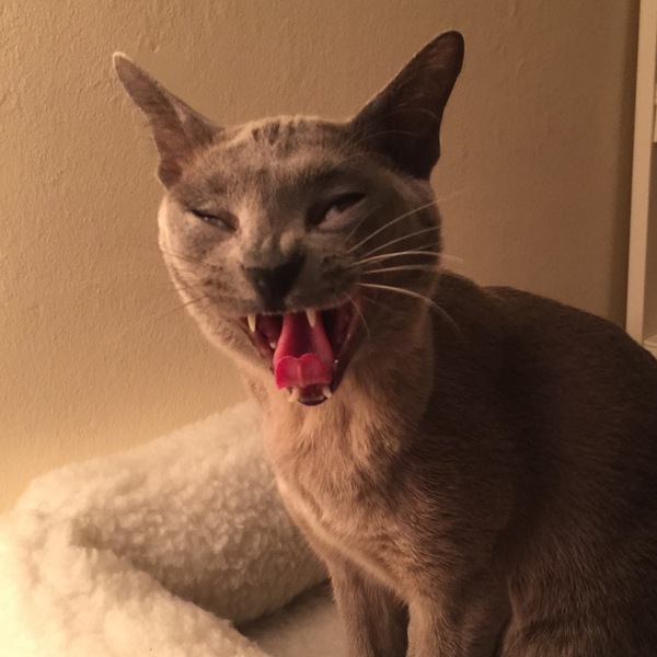 To ask you to share your slightly less than beautiful but much-loved pet pics