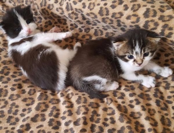 Kittens needing cool names!