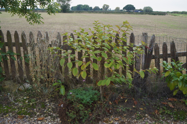 Can Anyone tell me what this tree is please?