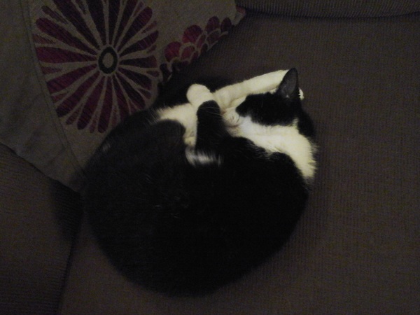 Cat photo thread!