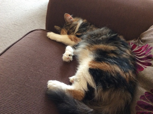 I really fucking love cats!!