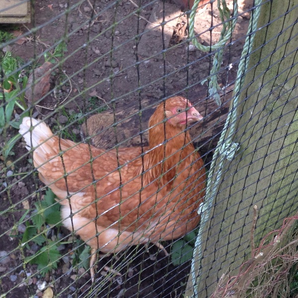 Beginner in keeping chickens