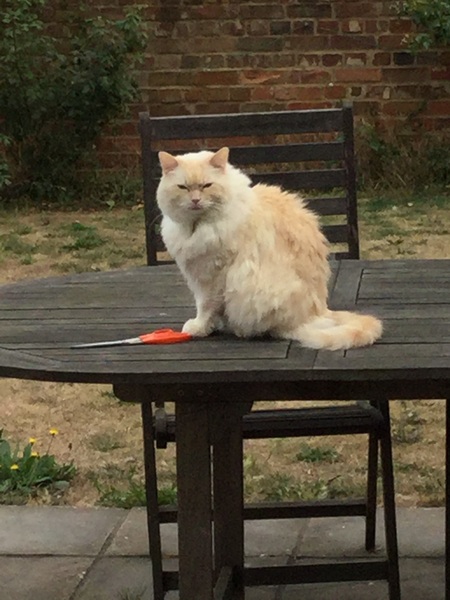 Photos of cats in gardens anyone?