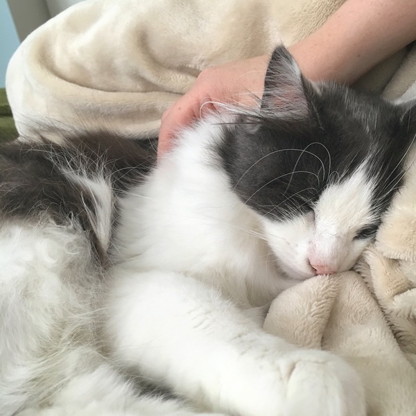 I love my cat so much it hurts. Is this normal?
