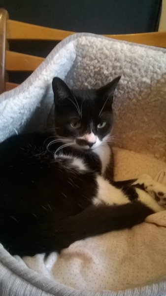 to secretly get rid of our kitten and tell the DC that it ran away?