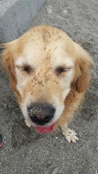To ask you to share your slightly less than beautiful but much-loved pet pics