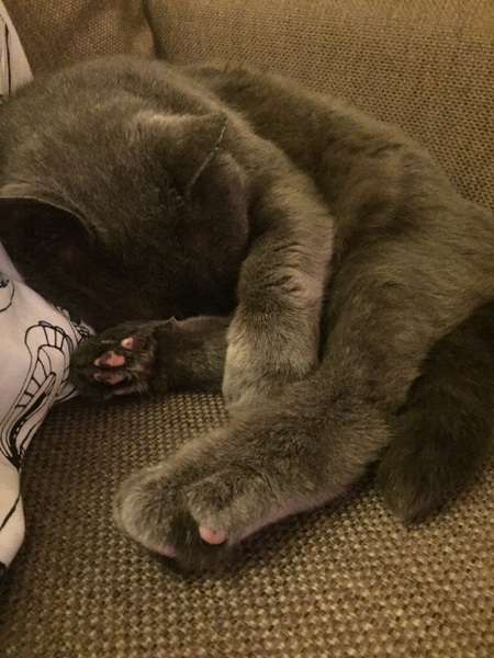 I really fucking love cats!!