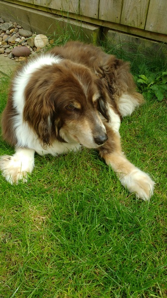 To ask you to share your slightly less than beautiful but much-loved pet pics