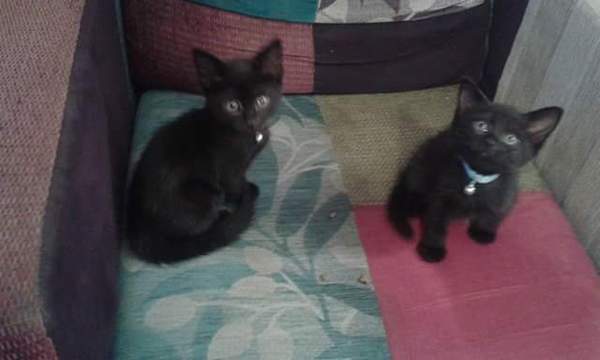kitten pictures this way- please from an orderly que.......!