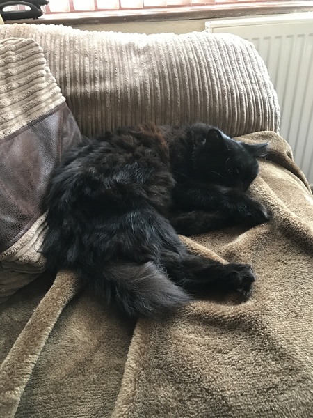 Cat photo thread!