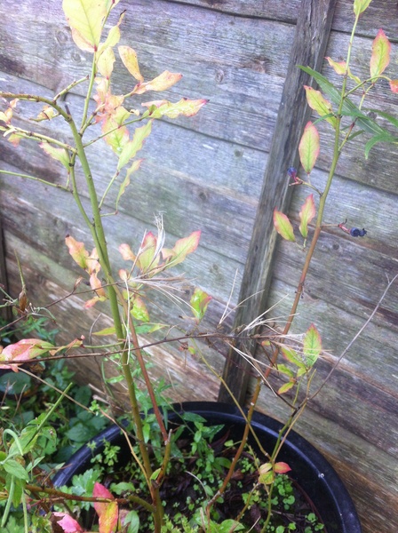 Allotment/Veg Patch Thread 6 -  Weed 'em and Reap!