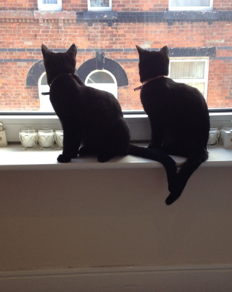 Cat photo thread!
