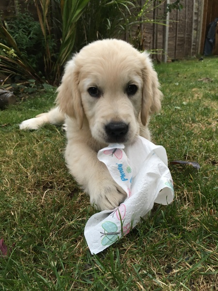 Meet Jess