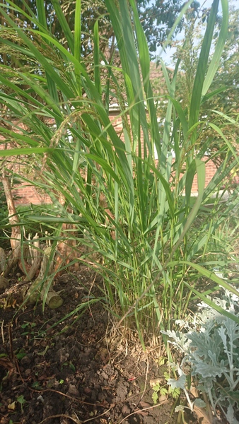 splitting ornamental grass