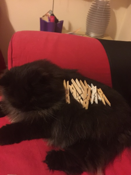 Balancing objects on cats.