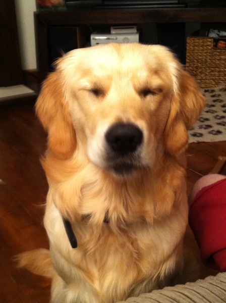 To ask you to share your slightly less than beautiful but much-loved pet pics